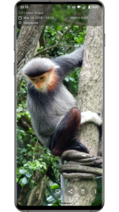 Aves Gallery (github version) 1.13.6 screenshot 2