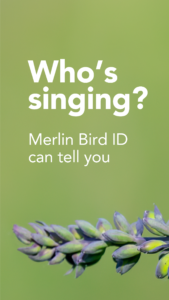 Merlin Bird ID by Cornell Lab 3.7 screenshot 1