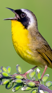 Merlin Bird ID by Cornell Lab 3.7 screenshot 2